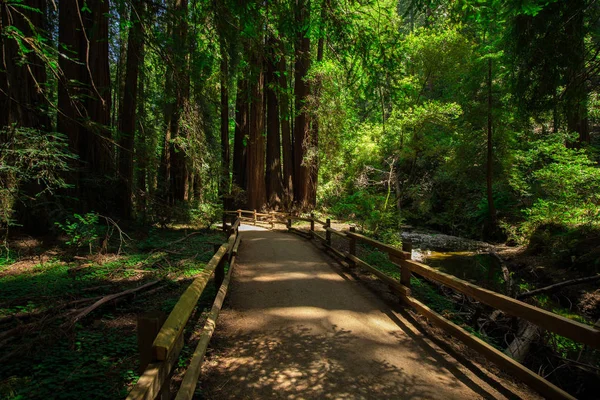 Forêt Sauvage Californie États Unis — Photo