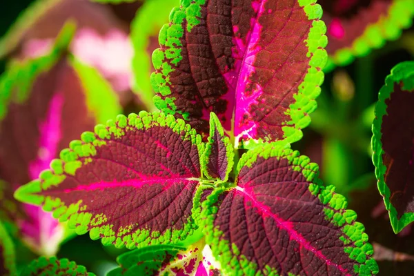 Close Van Coleus Plant Florida Verenigde Staten — Stockfoto