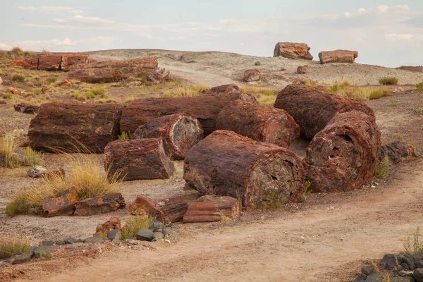 Arizona Abd Deki Taşlaşmış Orman Milli Parkı Ndaki Kütükler — Stok fotoğraf