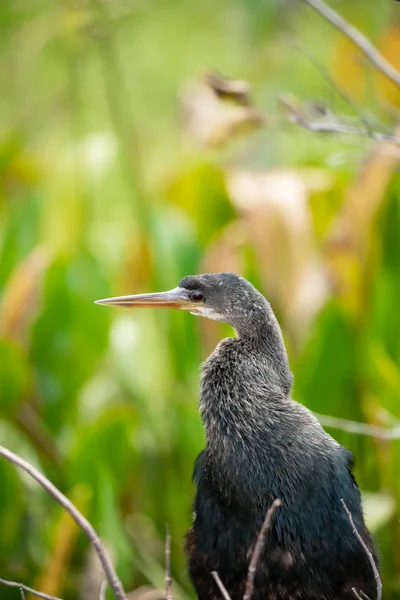 Anhinga Bird Sitting Branch Outdoors Florida Usa — Stock Photo, Image