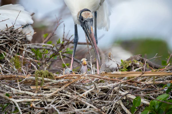 Wood Stork Birds Florida Usa — Stock Photo, Image