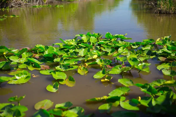 Everglades National Park, Big Cypress National Preserve, Florida, USA