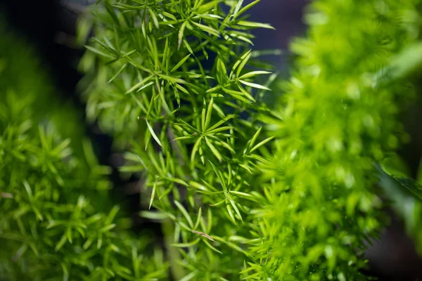 Makro Utsikt Över Gröna Växter Foxtail Ormbunke Florida Usa — Stockfoto