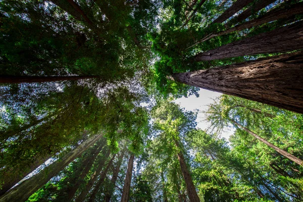 Forêt Sauvage Californie États Unis — Photo