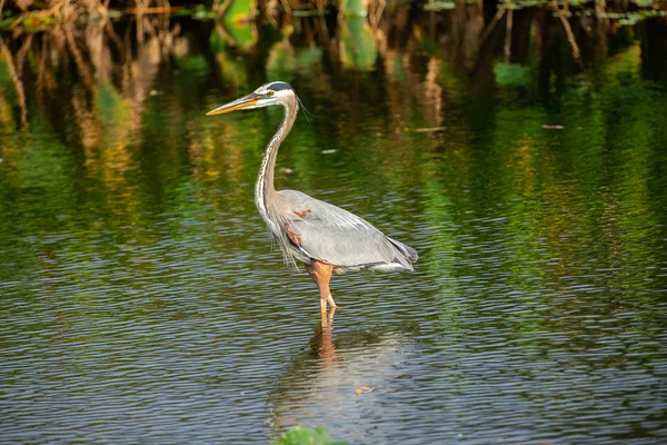 Great Blue Heron Bird Standing Water Florida Usa — Stock Photo, Image