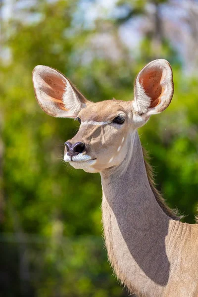 One Greater Kudu Florida Usa — Stock Photo, Image