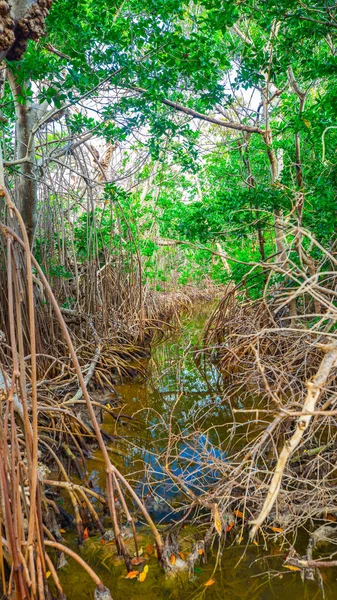 Los Manglares Los Árboles Río Bosque Florida — Foto de Stock