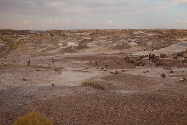 Stubbar Vid Petrified Forest National Park Arizona Usa — Stockfoto