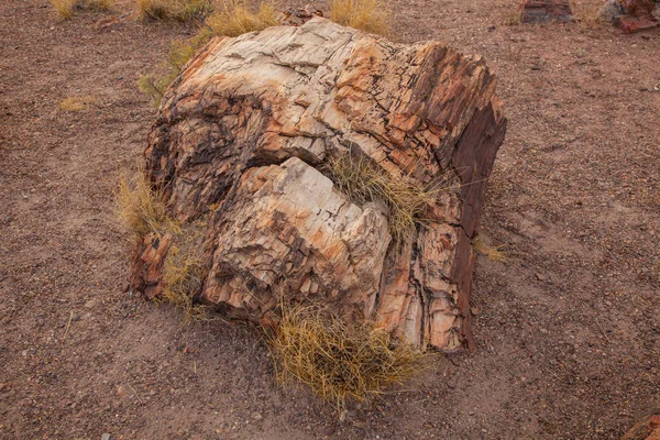 Stubbe Petrified Forest National Park Arizona Usa — Stockfoto