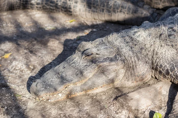 American Alligator Cabeça Pântanos Florida Parque Nacional Everglades Florida Estados — Fotografia de Stock