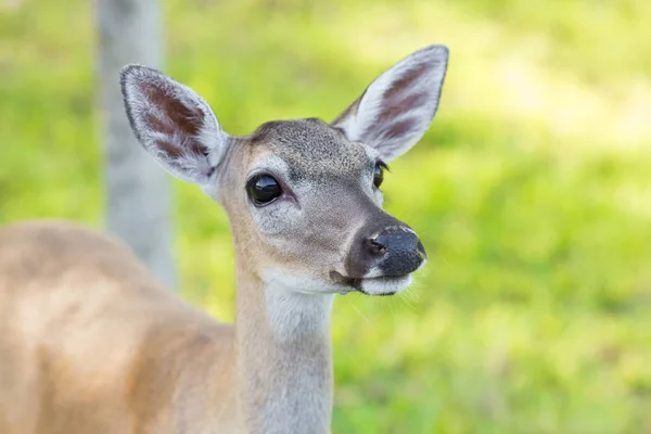 Greater Kudu Florida Usa — Stock Photo, Image