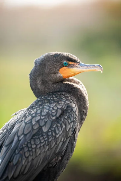 Portrét Ptáka Kormorána Florida Usa — Stock fotografie