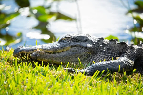 Amerikanischer Alligator Auf Grünem Gras Everglades Nationalpark Florida Usa — Stockfoto