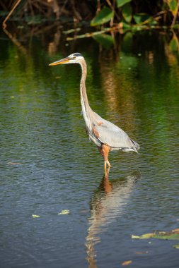 Büyük mavi balıkçıl kuş ayakta su Florida, ABD