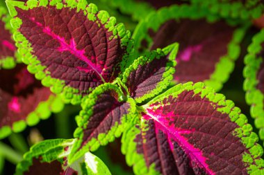 Florida, ABD coleus bitkinin yakın çekim