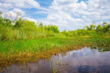 Bataklık ve çim Everglades Ulusal Park, Florida, ABD 