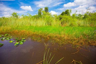 Bataklık ve çim Everglades Ulusal Park, Florida, ABD 