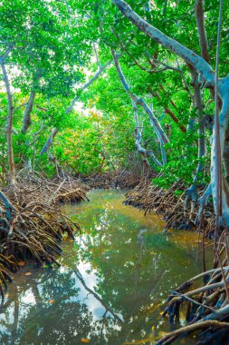 Florida ormanda Mangroves ağaçlar ve nehir, ABD