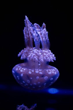 Siyah arka plandaki denizanası. Florida. Abd