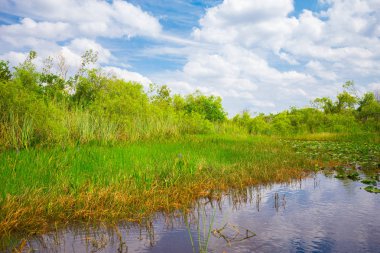 Bataklık ve çim Everglades Ulusal Park, Florida, ABD 