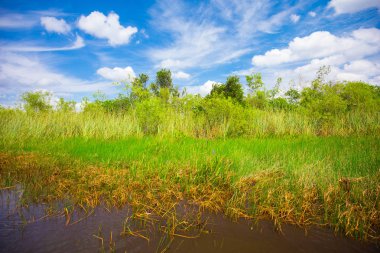 Bataklık ve çim Everglades Ulusal Park, Florida, ABD 