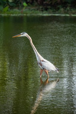 Büyük mavi balıkçıl kuş ayakta su Florida, ABD