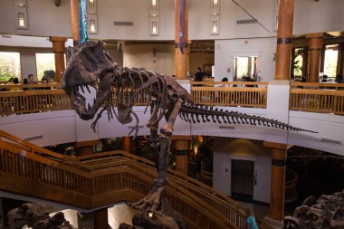 Orlando, Florida, ABD - 11 Mart 2017: Jurassic Park'taki dinozor iskeletleri Macera Adaları'nda işaret ediyor