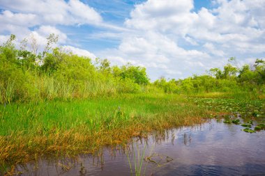 Bataklık ve çim Everglades Ulusal Park, Florida, ABD 