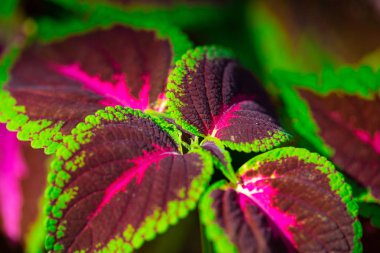 Florida, ABD coleus bitkinin yakın çekim