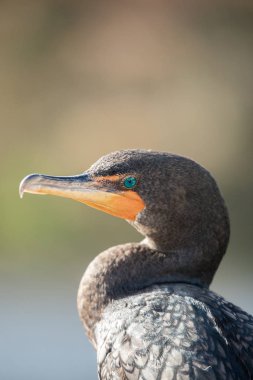 Kuş karabatak, Florida, ABD portresi
