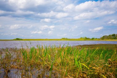 Bataklık ve çim Everglades Ulusal Park, Florida, ABD 