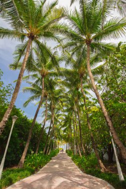Palmiye ağacı, yeşil geçit. Miami. Florida. Abd. 