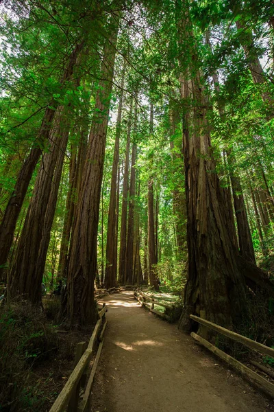 Forêt Sauvage Californie États Unis — Photo