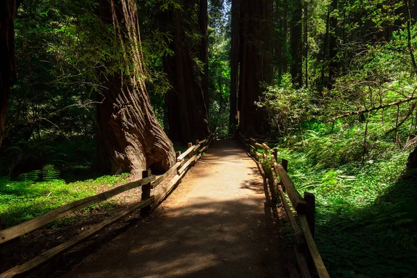 Selvaggia Foresta California Stati Uniti — Foto Stock