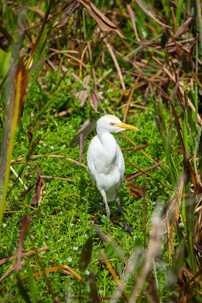 Cattle Egret Bird Grass Florida Usa — Stock Photo, Image