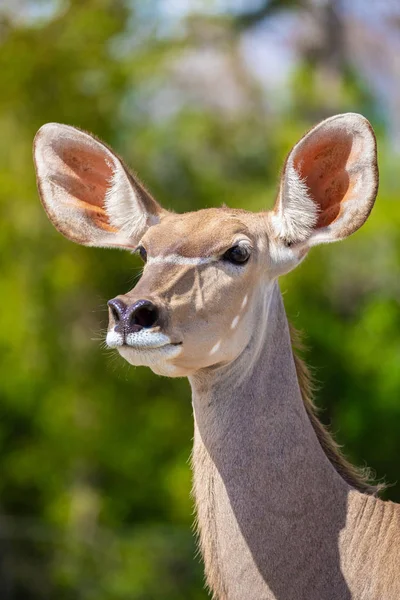 One Greater Kudu Florida Usa — Stock Photo, Image