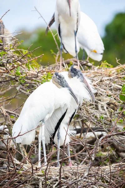 Wood Stork Birds Florida Usa — Stock Photo, Image