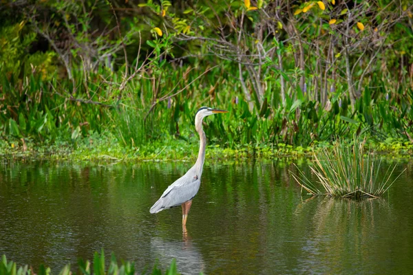 Great Blue Heron Bird Florida Usa — Stock Photo, Image