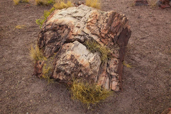 Stubbe Petrified Forest National Park Arizona Usa — Stockfoto