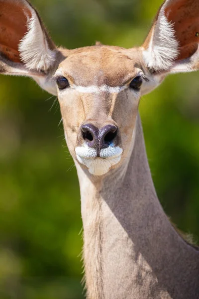 One Greater Kudu Florida Usa — Stock Photo, Image