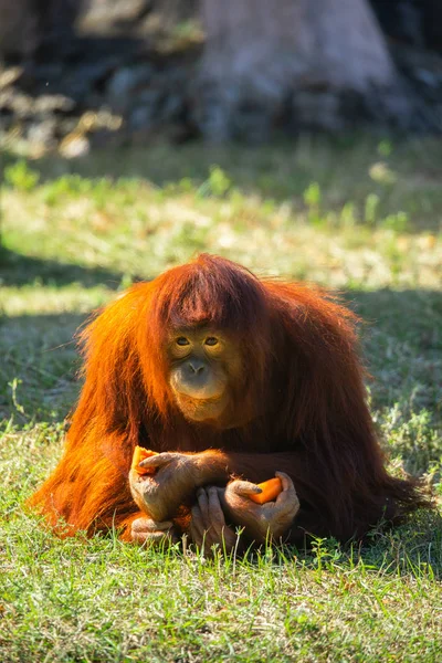 Wild Orangutan Green Grass Florida Usa — Stock Photo, Image