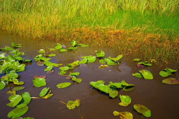 Pantano Hierba Parque Nacional Everglades Florida — Foto de Stock