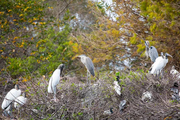 Trä Stork Fåglar Florida Usa — Stockfoto