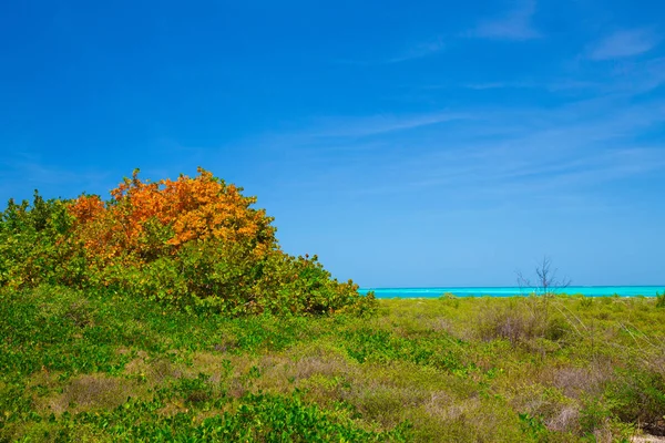 Kuru Tortugas Milli Parkı Florida Abd Meksika Körfezi — Stok fotoğraf