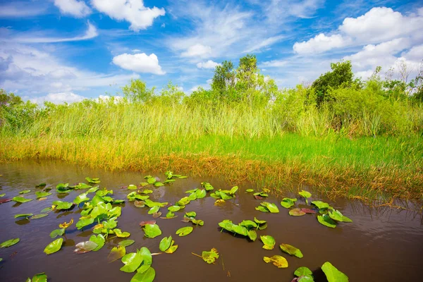 Pantano Hierba Parque Nacional Everglades Florida — Foto de Stock