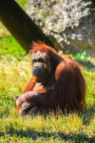 Wilder Orang Utan Auf Grünem Gras Florida Usa — Stockfoto