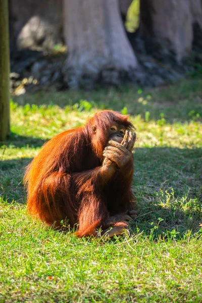 Vilda Orangutang Grönt Gräs Florida Usa — Stockfoto