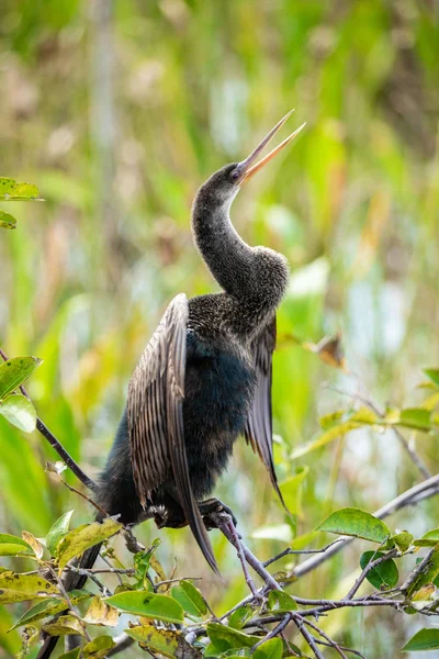 Anhinga Bird Sitting Branch Outdoors Florida Usa — Stock Photo, Image