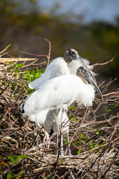 Cigüeña Madera Florida — Foto de Stock