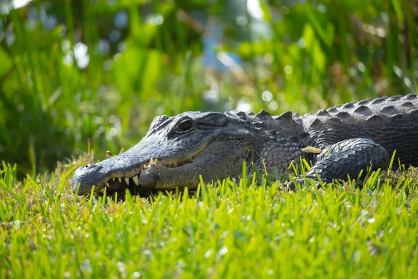 Cocodrilo Americano Sobre Hierba Verde Parque Nacional Everglades Florida — Foto de Stock